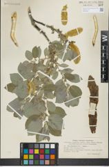 Foto von Salix glandulifera Flod. x Salix lanata L.